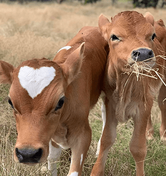 Kazazi Farm Cows