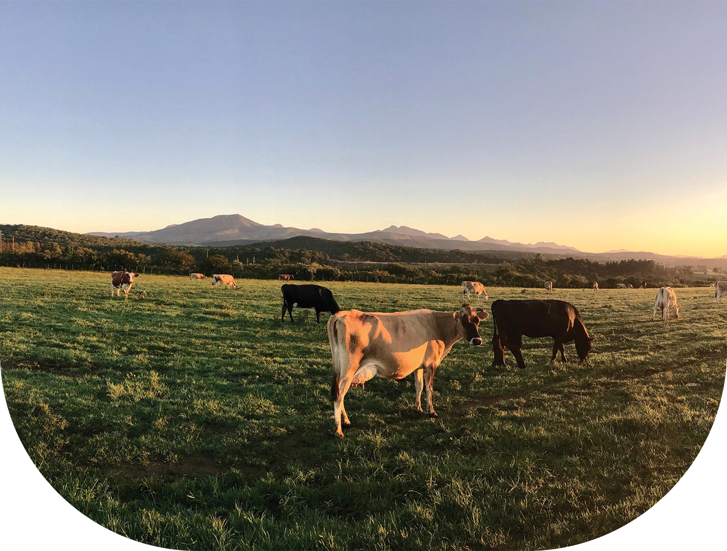 Kazazi Meat Plant